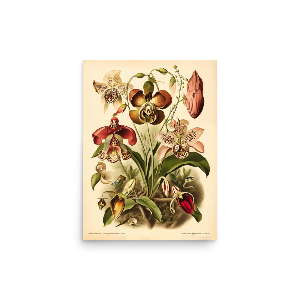 Ethereal Eden: Orchid #3 Botanical Art Print, Museum Quality, Floral Home Decor, Vintage Inspired, Botanical Wall Art, Fantasy Flora